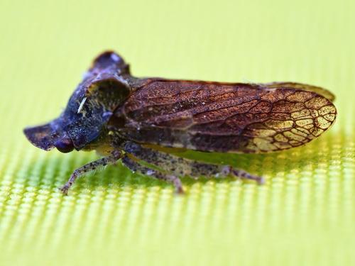 Ledra aurita